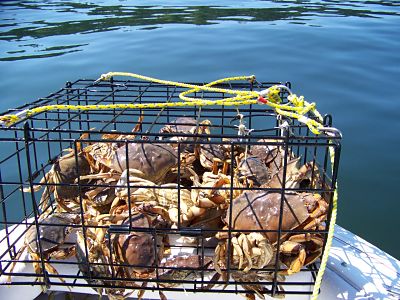 https://www.crab-o-licious.com/images/catch-dungeness-crab-1.jpg