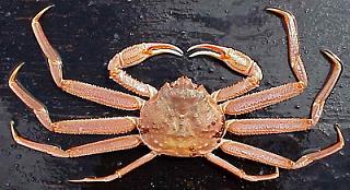 alaskan-snow-crab