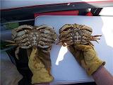 dungenessCrab #crabseason2020 - How To Catch Dungeness Crab & Crab Pot  Walkthrough 
