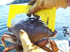 xxDungeness Crabs and Crab Fishing